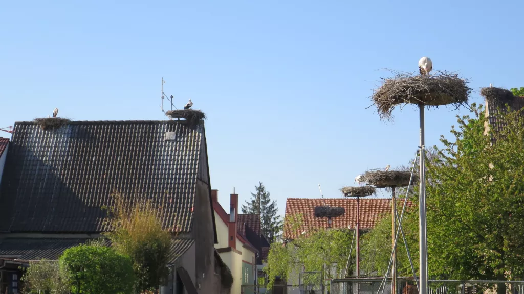 Storchenhorste in Knittelsheim