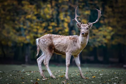 Ein Hirsch steht auf einer Lichtung im Wald und schaut in die Kamera.