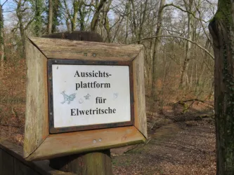 Ein Holzschild im Wald, das auf eine Aussichtsplattform für Elwetritsche hinweist. Die Umgebung ist von Bäumen und einem ruhigen Weg umgeben.