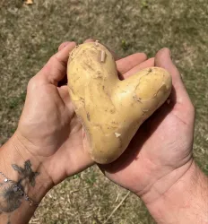 HERZkartoffel - Bauernhof Klaus Mildenberger