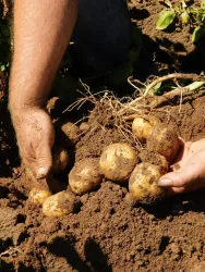 Kartoffelernte - Kartoffelhof Böhm