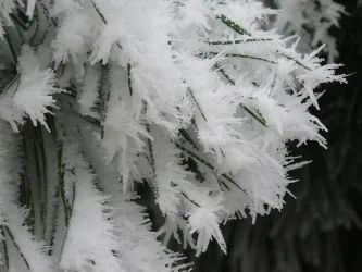 Ein naher Blick auf mit Frost bedeckte Äste. Die weißen Eiskristalle verleihen der Szene ein winterliches Aussehen.