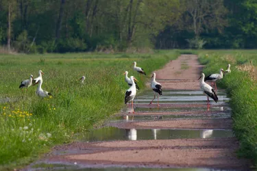 Eine ruhige Landschaft mit einem schmalen Weg, gesäumt von Wiesen. Mehrere Störche stehen in der Nähe von Wasserpfützen.