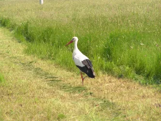 Bellheim-Holzwiesen-Weißstorch