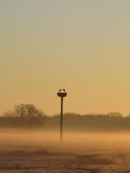 Sonnenaufgang mit Störchen