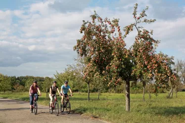 Radfahren im LK Germersheim (© SÜD Tourismus LK Germersheim, Norman P.Krauß)