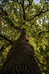 Baum im Bienwald