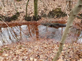 Ein ruhiger Bach in einem herbstlichen Wald. Die Oberfläche des Wassers spiegelt die Umgebung und das Laub liegt auf dem Boden.