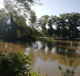 Ein ruhiger Teich umgeben von üppigem Grün und hohen Bäumen. Die Sonne scheint und reflektiert sich im Wasser.