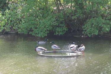 Enten am Schwanenweiher
