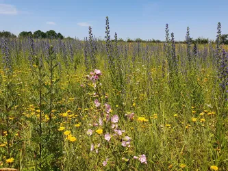 Eine blühende Wiese mit bunten Wildblumen und violetten Stauden. Der Himmel ist klar und blau, ideal für einen sonnigen Tag.