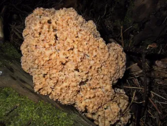 Ein dicker, beige Pilz wächst auf einem Baumstumpf im Wald. Die Oberfläche hat eine geschwungene, organische Textur.