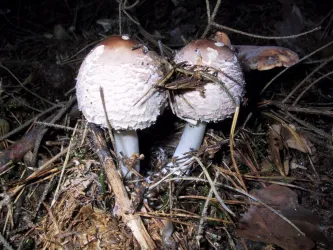 Zwei kleine Pilze wachsen in einem Wald auf dem Boden, umgeben von Laub und kleinen Zweigen. Sie haben eine hellbraune Kappe und einen weißen Stiel.