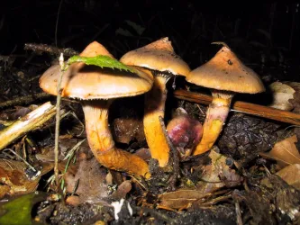 Eine Gruppe von Pilzen mit orangefarbenen Kappen wächst im Wald. Der Boden ist mit Laub und kleinen Zweigen bedeckt.