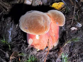 Ein großer, brauner Pilz wächst aus dem Boden. Um ihn herum sind etwas Moos und einige kleine Pflanzen.