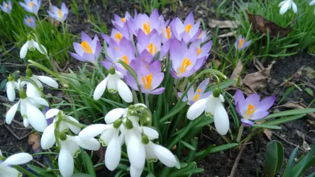 Bunte Krokusse und weiße Schneeglöckchen blühen im Garten. Die Blumen zeigen den Frühling mit ihren leuchtenden Farben.
