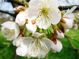 Apfelblüte (© Dr. A. Schnakenberg)