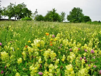 Büchelberger Frühling (© Dr. A. Schnakenberg)