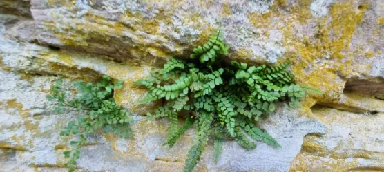 Eine grüne Farnpflanze wächst an einer brüchigen Felsenoberfläche. Die Pflanzen zeigen eine lebendige Farbe und leben in einer rauen Umgebung.