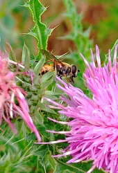 Eine Biene sitzt auf einer blühenden Distel. Der Hintergrund zeigt grüne Pflanzen und die leuchtenden, lila Blüten.