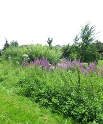 Brühlgraben - Blühende Wildnis zugesch-klein