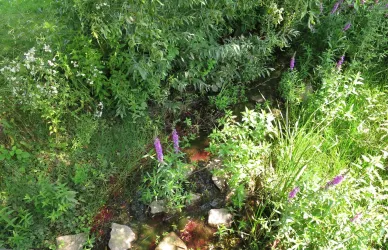 Brühlgraben Wasser