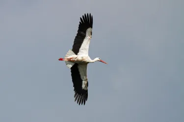 Storch im Flug