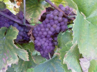 Rote Trauben (© Esther Grüne)