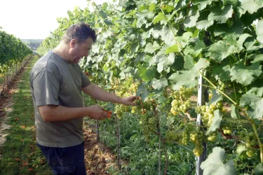 Weinrebe