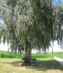 Birkebänkel 1