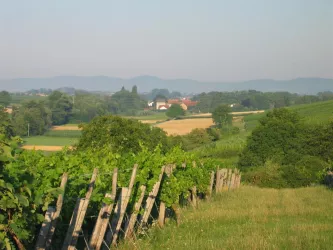 Vollmersweiler Reben (© Südpfalz Tourismus Kandel e.V.)