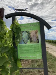 Rebsortenweg Steinweiler, Infotafel Silvaner
