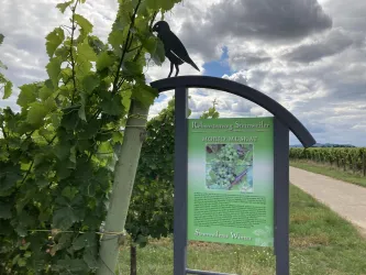 Ein Weinanbaugebiet mit einem Informationsschild über die Müller-Thurgau-Rebsorte. Im Hintergrund sind Weinreben und ein bewölkter Himmel zu sehen.