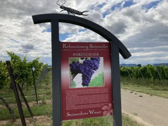 Ein Schild im Weinberg zeigt die Rebsorte „Portugieser“. Im Hintergrund sind Weinreben und ein bewölkter Himmel zu sehen.