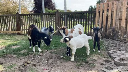 Eine Gruppe von Ziegen steht auf einer Wiese neben einem Holzzaun. Es sind verschiedene Ziegenrassen mit unterschiedlichen Farben und Mustern zu sehen.