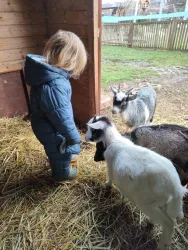 Ein kleines Kind steht in einem Stall und beobachtet Ziegen. Der Boden ist mit Stroh bedeckt, und es ist eine ländliche Atmosphäre zu sehen.