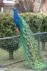 Ein wunderschöner Pfau steht auf einem Zaun. Sein Gefieder ist bunt und beeindruckend, mit leuchtenden grünen und blauen Farbtönen.