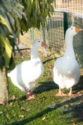 Gänse (© Streichelzoo Rülzheim)