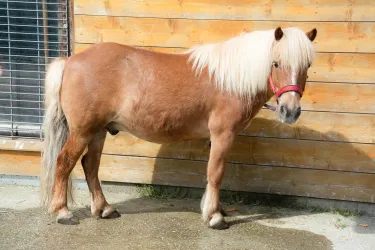 Ein niedliches Pony mit langem, hellblondem Fell steht vor einer Holzwand. Es trägt ein rotes Halfter und hat eine aufmerksame Haltung.