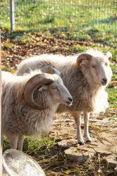 Zwei Schafe mit gewundenen Hörnern stehen auf einer Wiese. Um sie herum sind grüne Pflanzen und herbstliche Blätter.