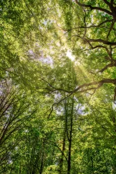Ein Blick durch die Baumkronen in einem dichten Wald. Sonnenstrahlen durchdringen das grüne Blätterdach.