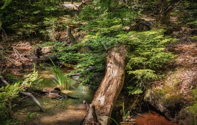 Ein gewundener Pfad führt durch einen grünen Wald. Die Bäume spenden Schatten und die Landschaft wirkt ruhig und einladend.