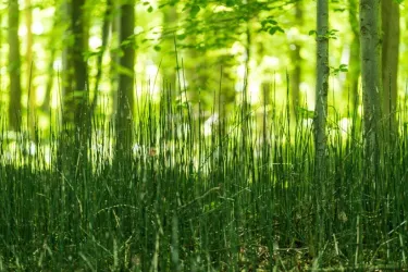 Ein grüner Wald mit hohen, schmalen Pflanzen im Vordergrund. Im Hintergrund sind Bäume und ein weiches, helles Licht zu sehen.