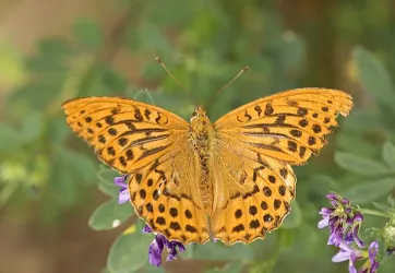 Ein schöner Schmetterling mit orangefarbenen Flügeln und schwarzen Punkten sitzt auf lila Blumen. Die Umgebung ist grün und pflanzenreich.