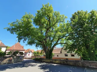 Ortsansicht Minfeld
