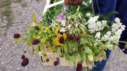 Ein Korb voller bunter Wildblumen, gehalten von einer Person. Die Blumen sind in verschiedenen Farben und Formen, was eine naturnahe Atmosphäre vermittelt.