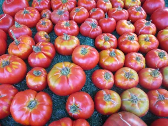 Tomaten am Stand des Bauernmarkts (© Südpfalz-Tourismus Bellheim e.V., Foto E. Grüne)