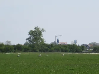 Zeiskam bewässerte Wiesen mit Störchen