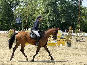 Ein Reiter in Sicherheitsausrüstung reitet ein braunes Pferd auf einem Sandplatz. Im Hintergrund sind Hindernisse und grüne Bäume zu sehen.
