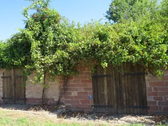 Ein altes Gebäude mit Holzschwellen, das von üppigem grünem Wein bewachsen ist. Die Wände bestehen aus roten Ziegelsteinen und es ist ein klarer blauer Himmel zu sehen.
